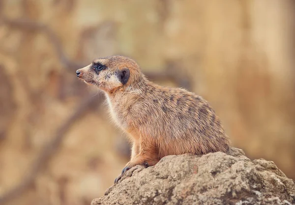 Meerkat em uma rocha — Fotografia de Stock