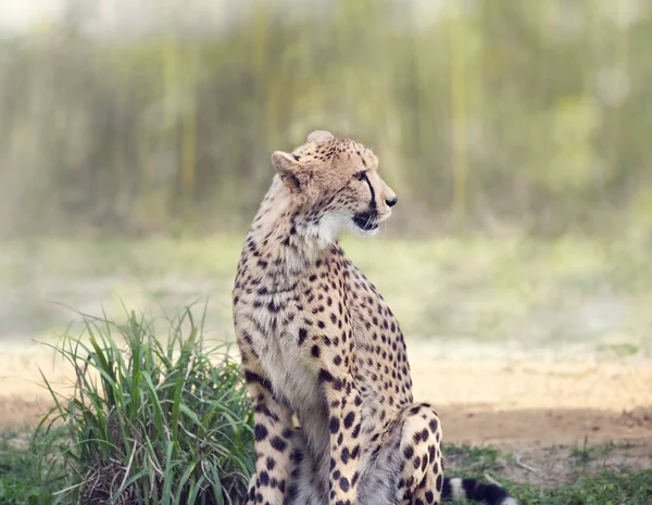 Cheetah siktar på en gräsmark — Stockfoto