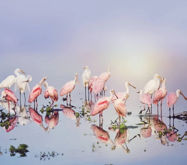 Roseate Spoonbills Great Egrets Pond Sunset — Stock Photo, Image