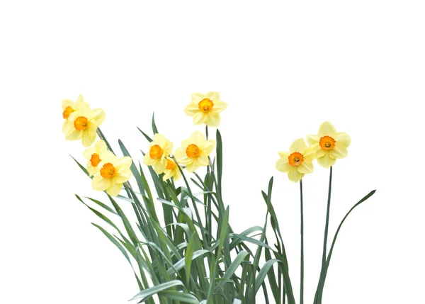 Gele Tulp Bloemen Geïsoleerd Witte Achtergrond — Stockfoto