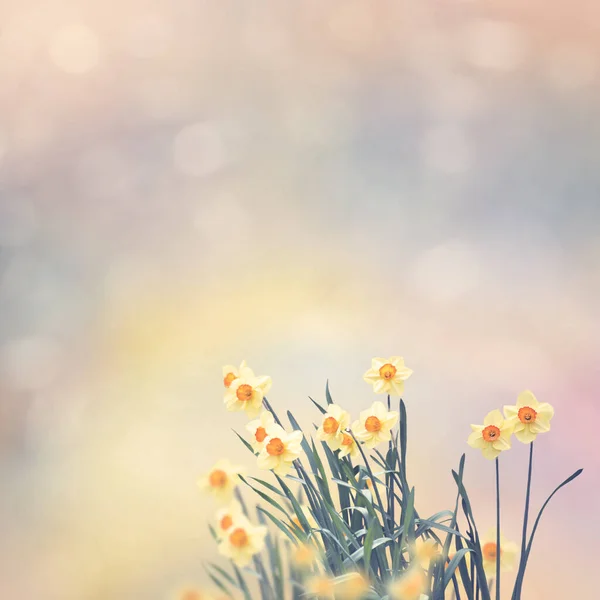 Flores Amarelo Narciso Florescendo Jardim — Fotografia de Stock
