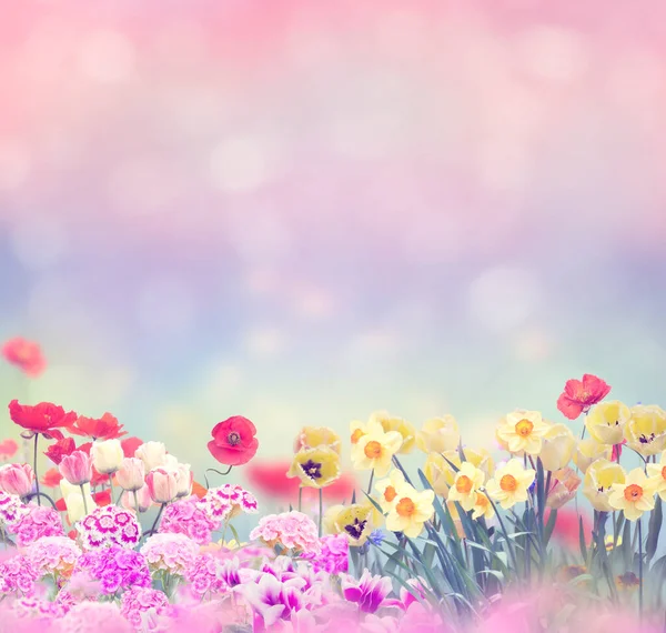 Gyönyörű Virágok Nyílnak Kertben — Stock Fotó