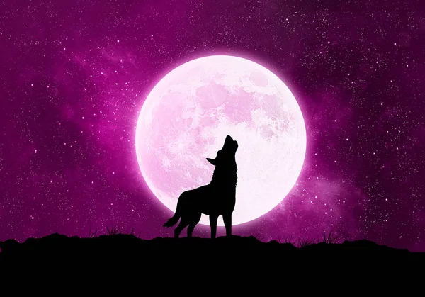 Concept wolf, werewolf in front of the moon at night — Stock Photo, Image