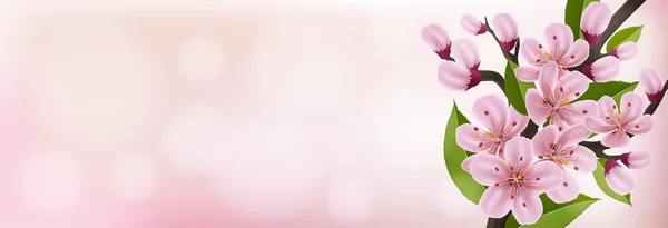 Horizontale voorjaar banner met realistische cherry bloem — Stockvector