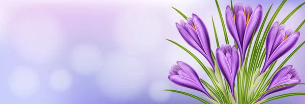 Horizontale voorjaar banner met realistische crocus bloem — Stockvector