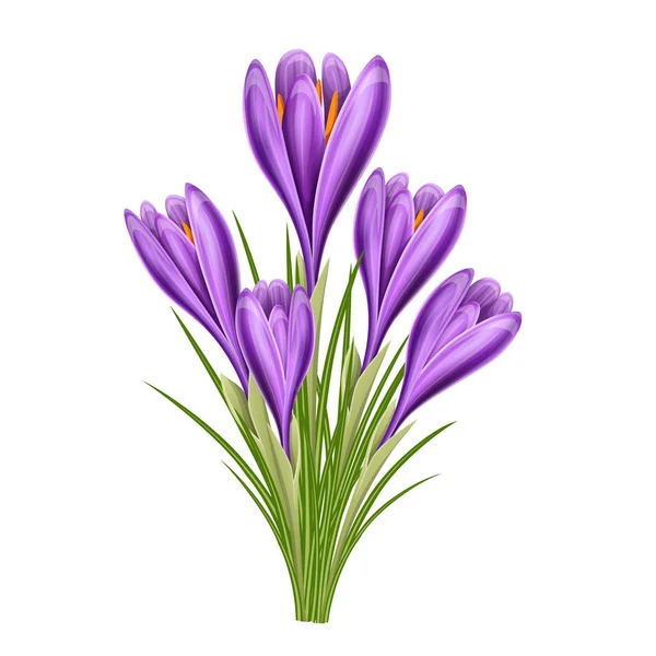 Realistische paarse crocus bloemboeket voor de lente — Stockvector