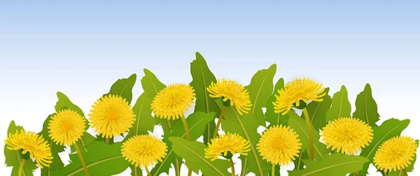 Realistische Löwenzahnblume und Blattbanner für horizontales Frühlingsdesign — Stockvektor