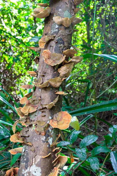 Champiñones nombres científicos "Polyporaceae" en la madera en el bosque en —  Fotos de Stock