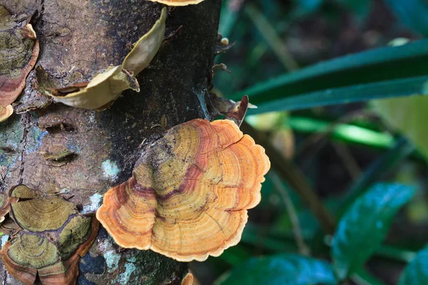 Champinjoner vetenskap namn "Polyporaceae" på trä i skogen på — Stockfoto