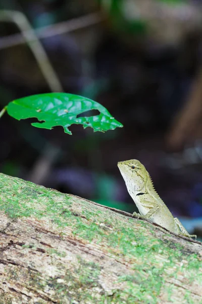 Gila, gros plan sur le bois dans la forêt tropicale Asie en Thaïlande. focus — Photo