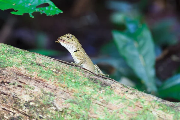 Gila, eating butterfly on wood in tropical forest Asia in Thaila — Stock Photo, Image