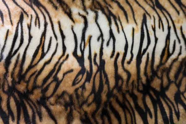 Tiger skin or tiger leather texture stripe pattern closeup backg — Stock Photo, Image