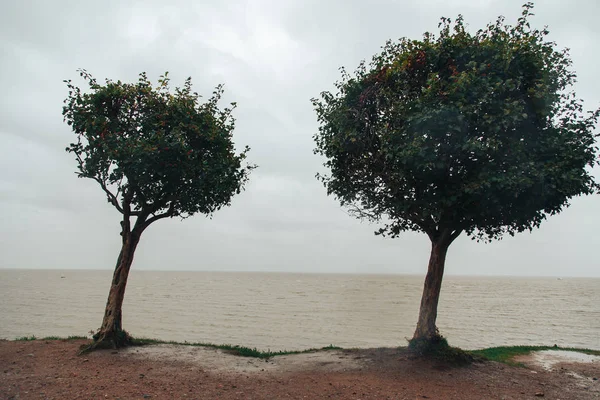 Zwei Bäume auf dem Hintergrund des Golfs im Regen. — Stockfoto