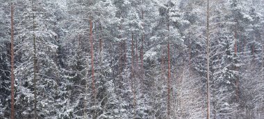  Çam ormanı arka plan üzerinde kar olduğunu