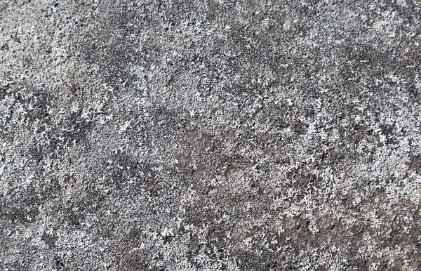 Textura única terra cinza — Fotografia de Stock