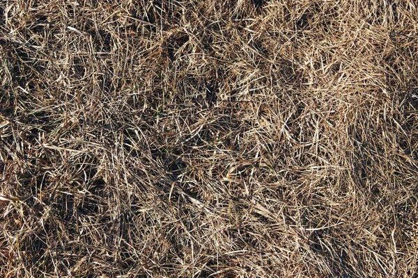 Textura ligera de hierba seca —  Fotos de Stock