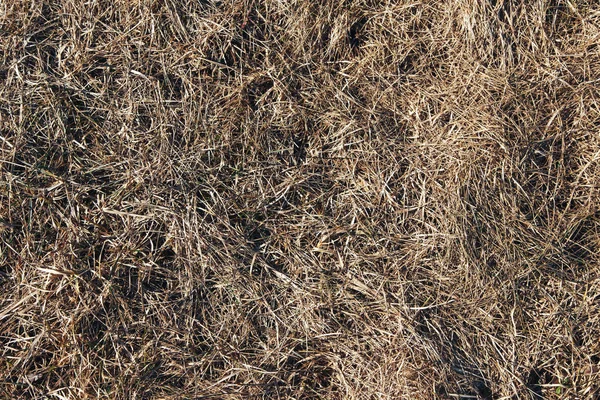 A száraz fű könnyű textúra — Stock Fotó