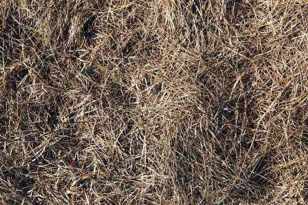 마른 잔디의 가벼운 질감 — 스톡 사진