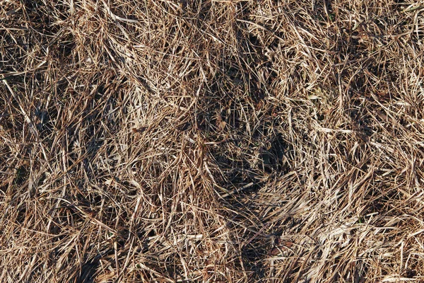 마른 잔디의 가벼운 질감 — 스톡 사진