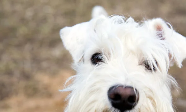 Güzel beyaz bir köpek namlu