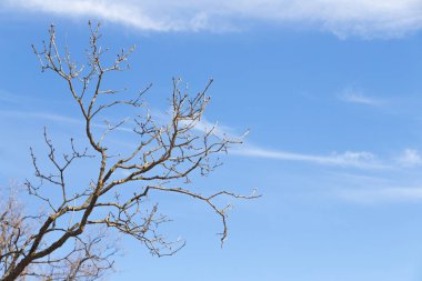 Mavi bir gökyüzü arka planda bir bud bir ağaç dalı