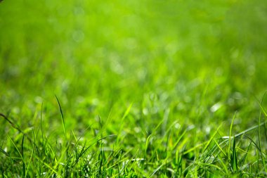 Arka plan sulu yeşil çimen