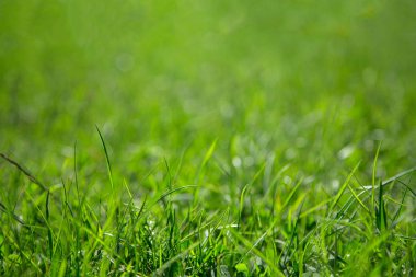 Arka plan sulu yeşil çimen