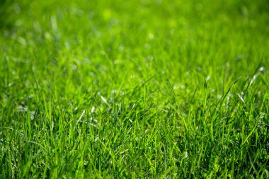 Arka plan sulu yeşil çimen