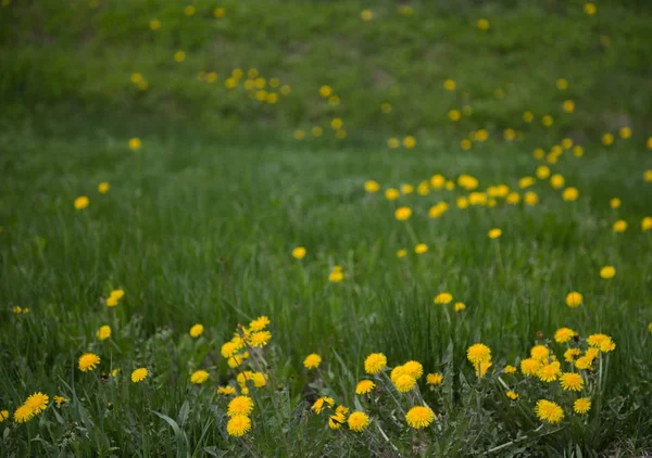 Tło żółty mniszek na zielonej łące — Zdjęcie stockowe