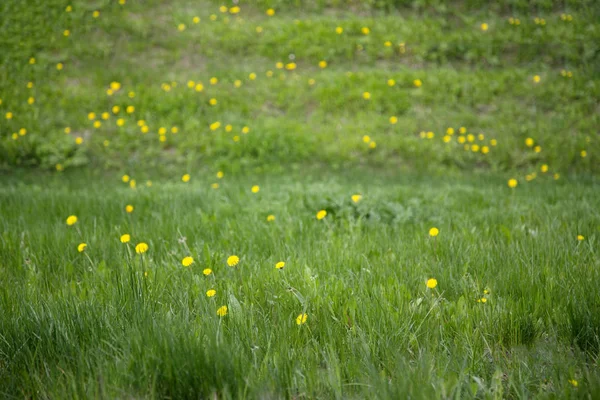 Tło żółty mniszek na zielonej łące — Zdjęcie stockowe