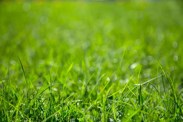 녹색 육즙 잔디의 배경 — 스톡 사진