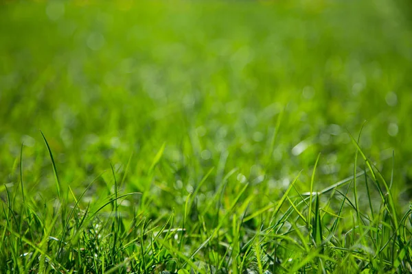 Fundo de grama suculenta verde — Fotografia de Stock