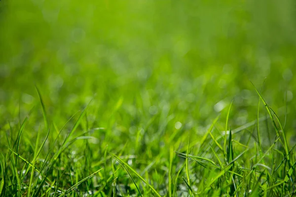 Tło zielony soczysty trawy — Zdjęcie stockowe