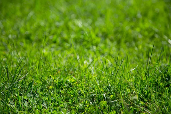 Hintergrund der grünen saftigen Gras — Stockfoto