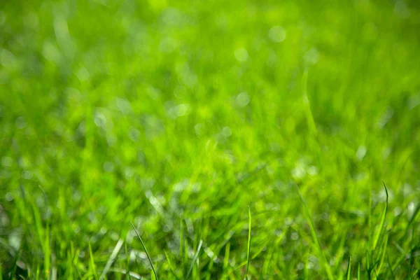 Фон зеленої соковитої трави — стокове фото