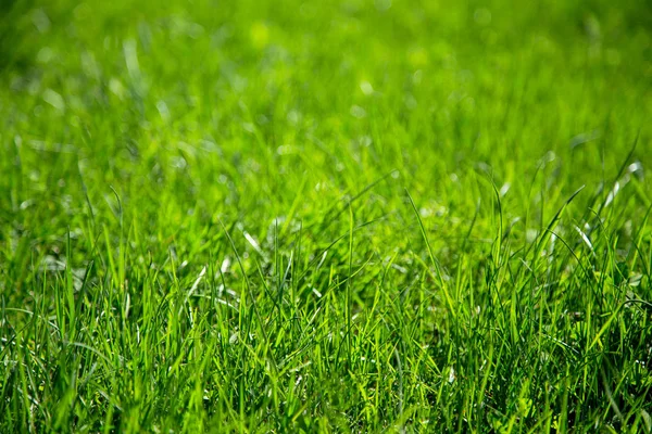 Background of green juicy grass — Stock Photo, Image