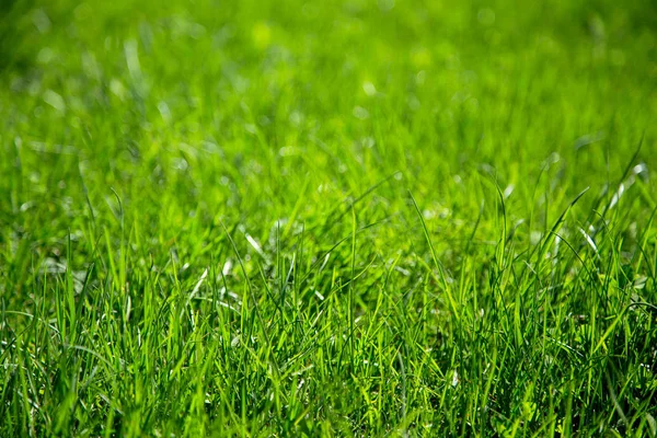 Fond d'herbe verte juteuse Images De Stock Libres De Droits