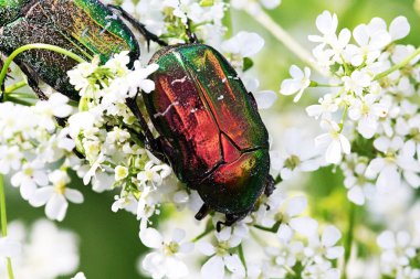 Mayıs-hata bir çiçek üzerinde