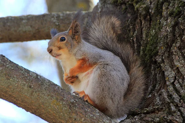 Eichhörnchenfrühling im Wald — Stockfoto