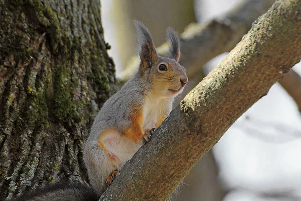 Eichhörnchenfrühling im Wald — Stockfoto