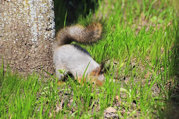 Eichhörnchenfrühling im Wald — Stockfoto