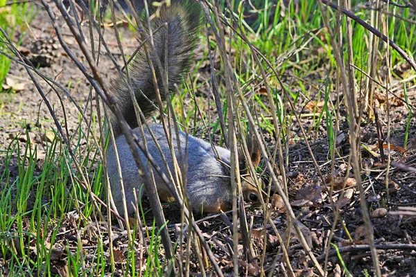 Eichhörnchenfrühling im Wald — Stockfoto