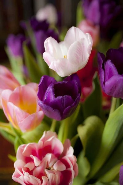 Bunte Tulpen als Hintergrund — Stockfoto