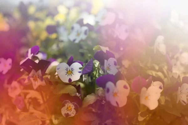 阳光灿烂的日子花卉背景 — 图库照片
