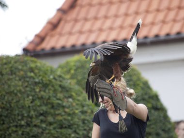 Şahin av gösteri Liw turnuvada Xv Knights