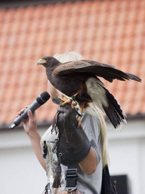 Şahin av gösteri Liw turnuvada Xv Knights