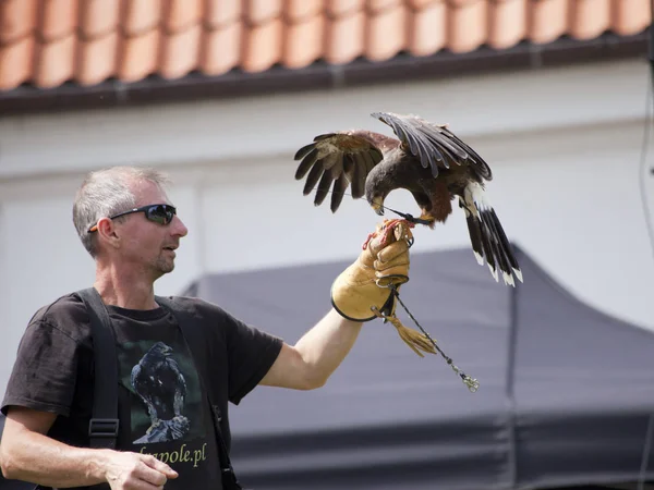 Falcon hunting show on XV Knights tournament in LIW — Stock Photo, Image