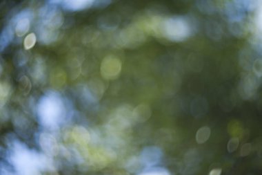 Güneşli ormandaki bulanık yeşil yaprakları 