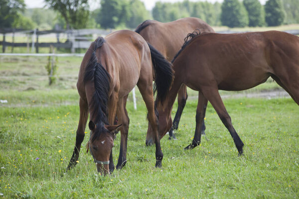 лошади на лугу