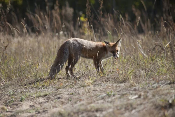 Wild red fox op de weide — Stockfoto